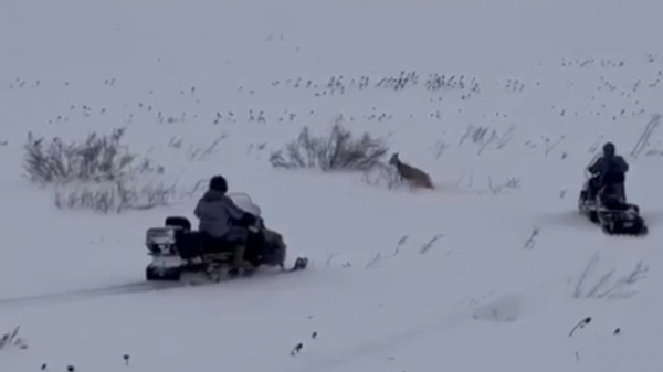 &laquo;Второе рождение&raquo;: как косуля чудом выжила в сугробе под Свияжском