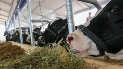 Бруцеллез вернулся: ветслужбы Татарстана ратуют за усиление административных и санитарных барьеров 24/01/2026 &ndash; Статьи