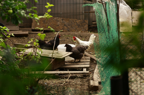 Класс опасности не тот: почему стройка птицефабрики под Казанью пугает жителей