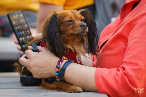 Первый турнир лиги мобильных игр в Татарстане стартует 22 марта в Бугульме