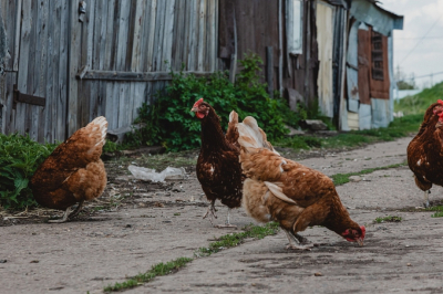 На мясокомбинате &laquo;Курчинский&raquo; под Челнами нашли нарушения