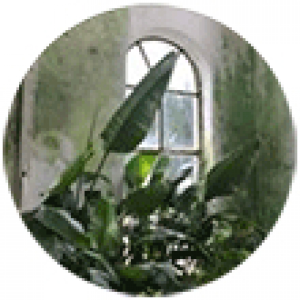 Побег от смерти: Как пересадить комнатное растение