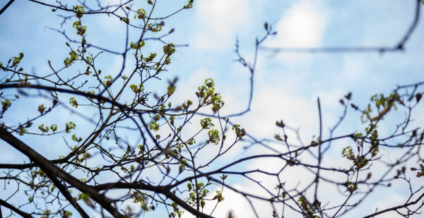 Синоптик Макарова: На этой неделе в Москве не ожидается опасных погодных явлений