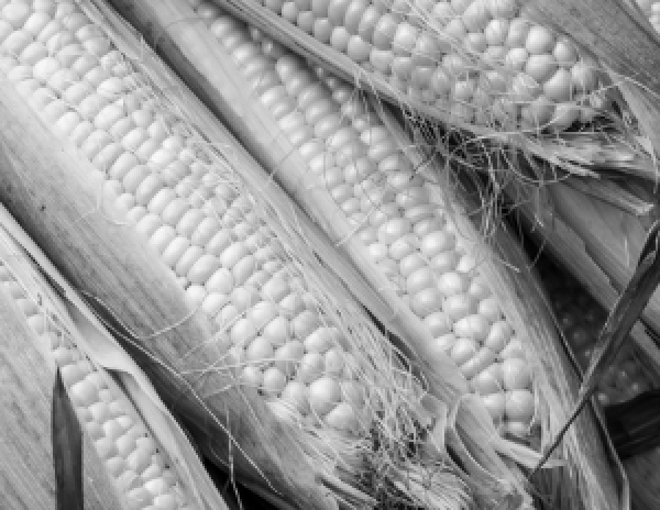 Borna сообщило о ракетном ударе по авиабазе в Иордании