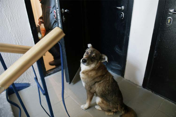 &laquo;Они умирали там, сжирали друг друга...&raquo;: кабмин РТ озаботился жилплощадью для питомцев в квартирах