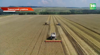 Более 50 центнеров с гектара: три района Татарстана бьют рекорды урожая