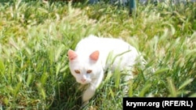 В Якутске студента сняли с выборов депутатов из-за фото кота, увидев в нём дискредитацию партии «Единая Россия»