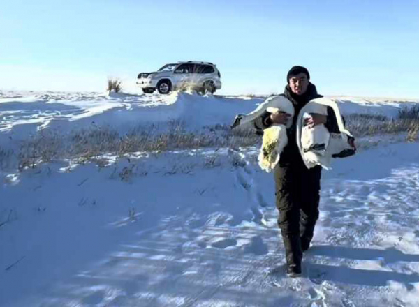 Лебединая песня
