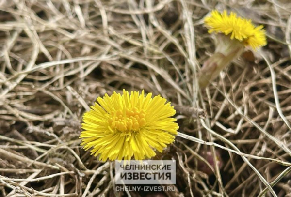 Татарстанцам обещают теплую, но пасмурную погоду