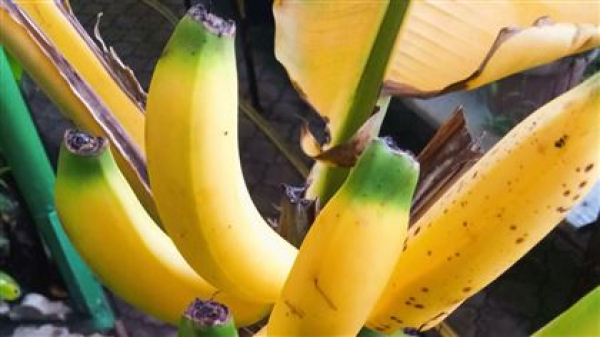 Қазақстанның оңтүстігінде алғаш рет банан өсіріле бастады
