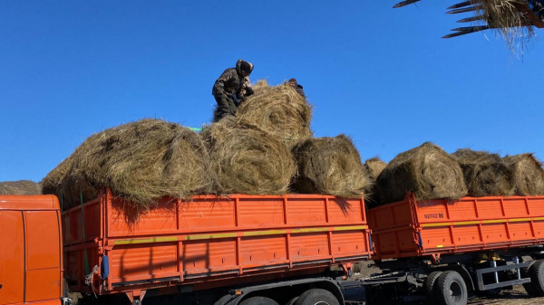 Скот из подтопленных районов Костанайской области обеспечат кормовой базой