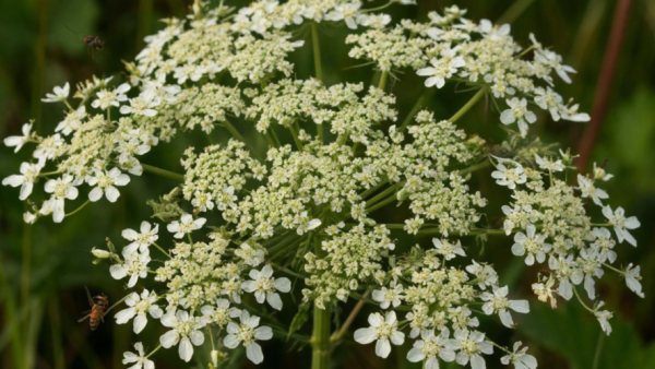 На уничтожение борщевика в Татарстане выделили десятки миллионов рублей 25/02/2026 &ndash; Новости