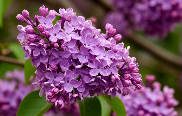 Миф о &laquo;полезной ломке&raquo;: в Роскачестве развенчали народную мудрость про сирень