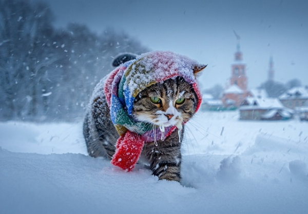 Вильфанд предупредил о новой волне морозов ниже -20 градусов в Москве
