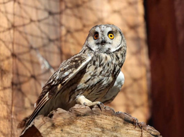 Четыре новые совы появились в зоопарке Казани