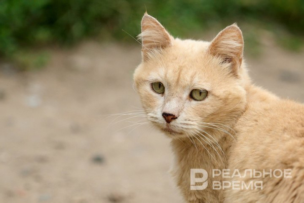 В Госдуму внесли законопроект об обязательной маркировке домашних животных