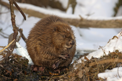 Эколог назвал неочевидный кризис в российской природе