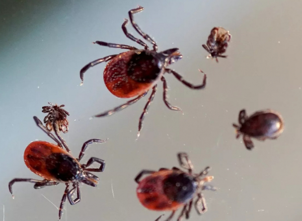 Россиян ждет раннее нашествие насекомых, предупреждают ученые